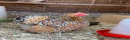 Chickens poultry for sale: 2x Bantam Chickens  in Leamington Spa - Advert 3