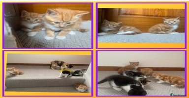 Mixed Breed cats - Advert 4