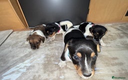 Jack Russell dogs for sale: Short legged jack Russel puppies - Image 7
