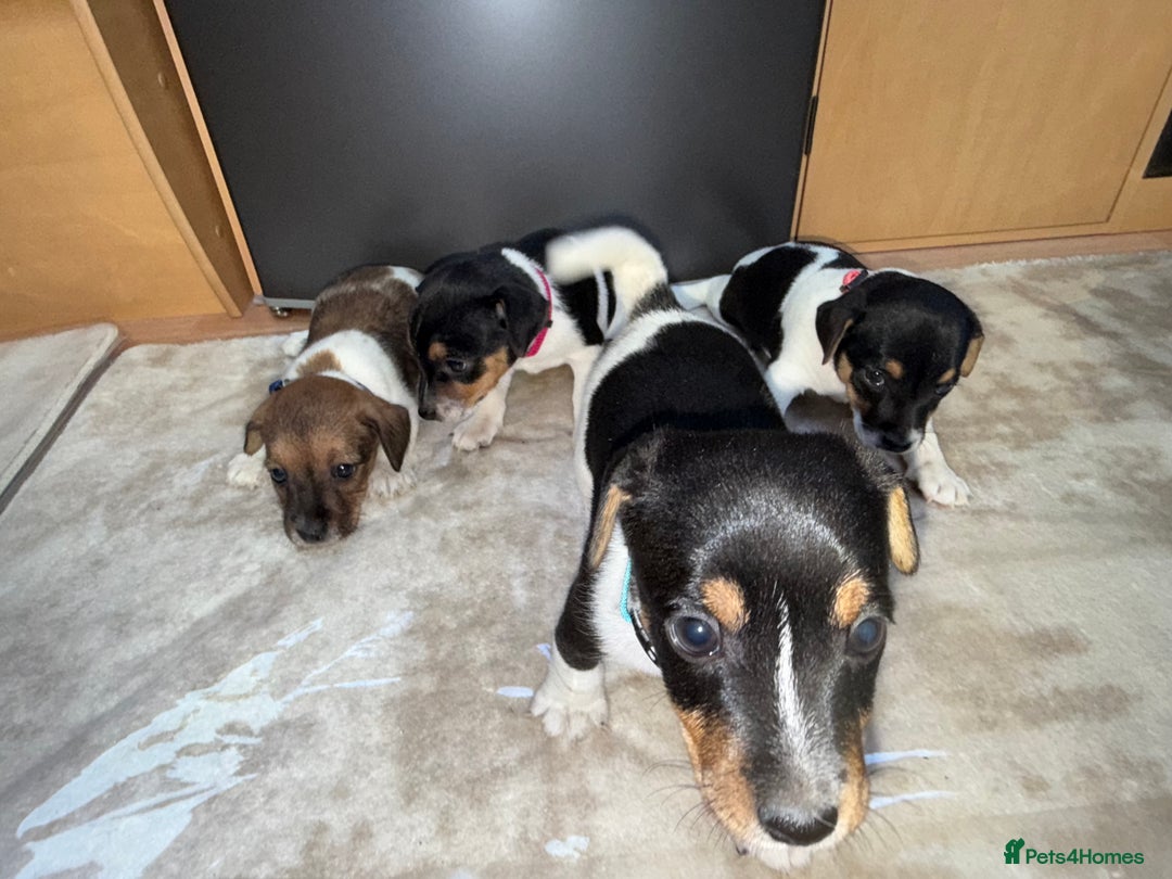 Jack Russell dogs for sale: Short legged jack Russel puppies - Image 7