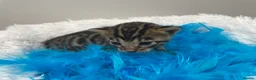 Bengal cats for sale: TICA Registered Bengal Kittens - Advert 10