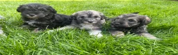 Schnoodle dogs for sale: Gorgeous Schnoodle Puppies  - Advert 1
