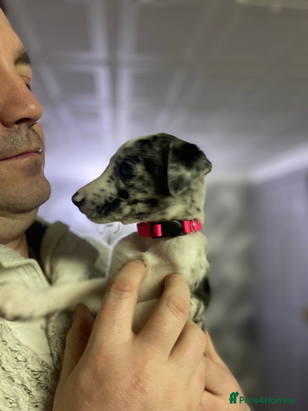 Mixed Breed dogs for sale: Collie lurcher greyhound mix - Advert 19