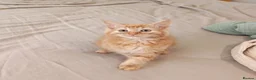 Mixed Breed cats for sale: Cute ginger girl left - Advert 2