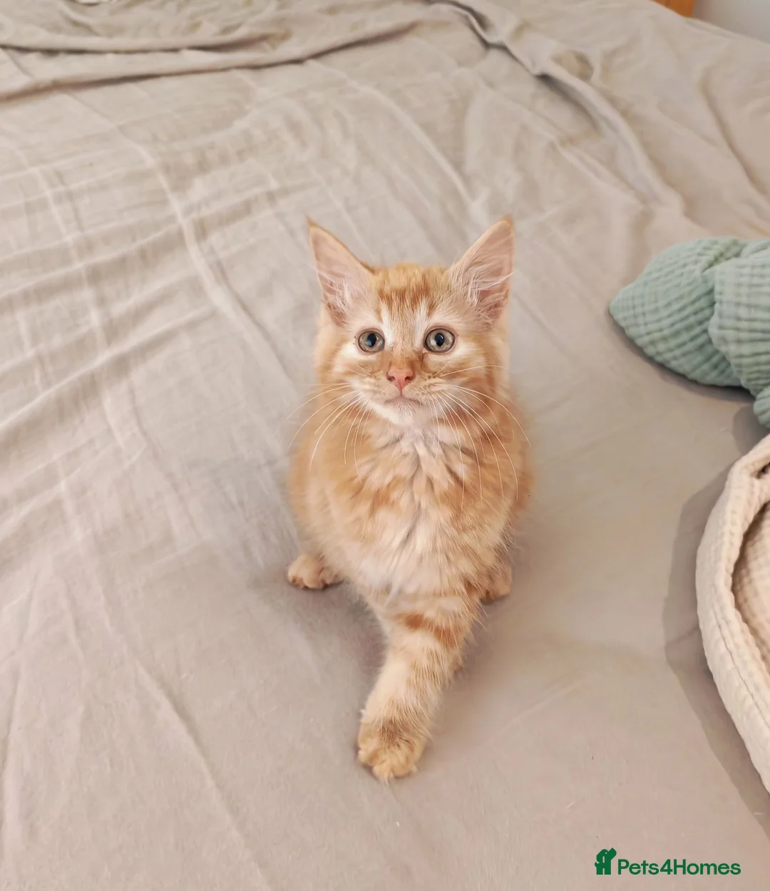 Mixed Breed cats for sale: Cute ginger girl left - Advert 2