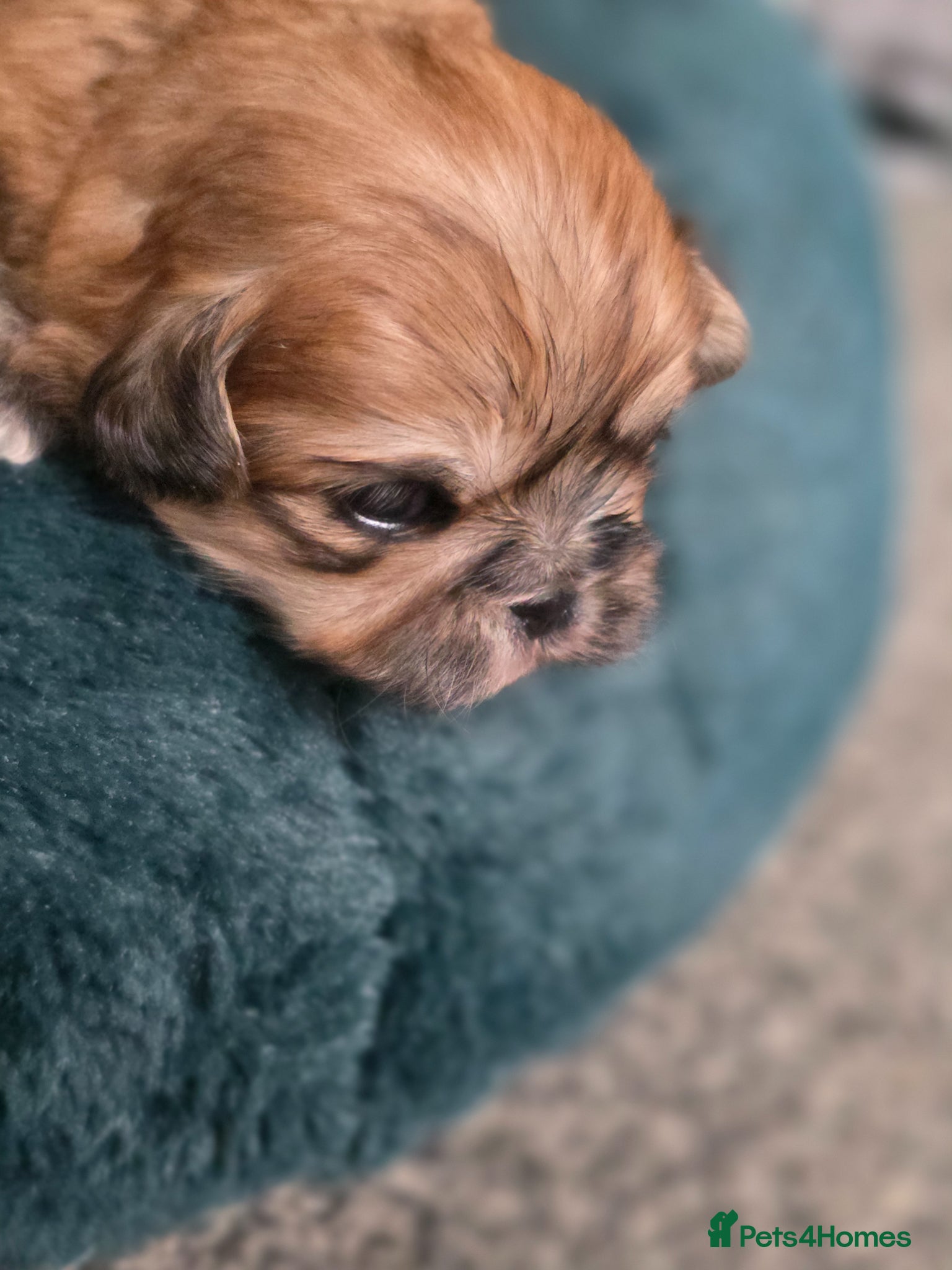 Shih Tzu dogs Stunning KC Reg imperial shih tzu puppies - Advert 1