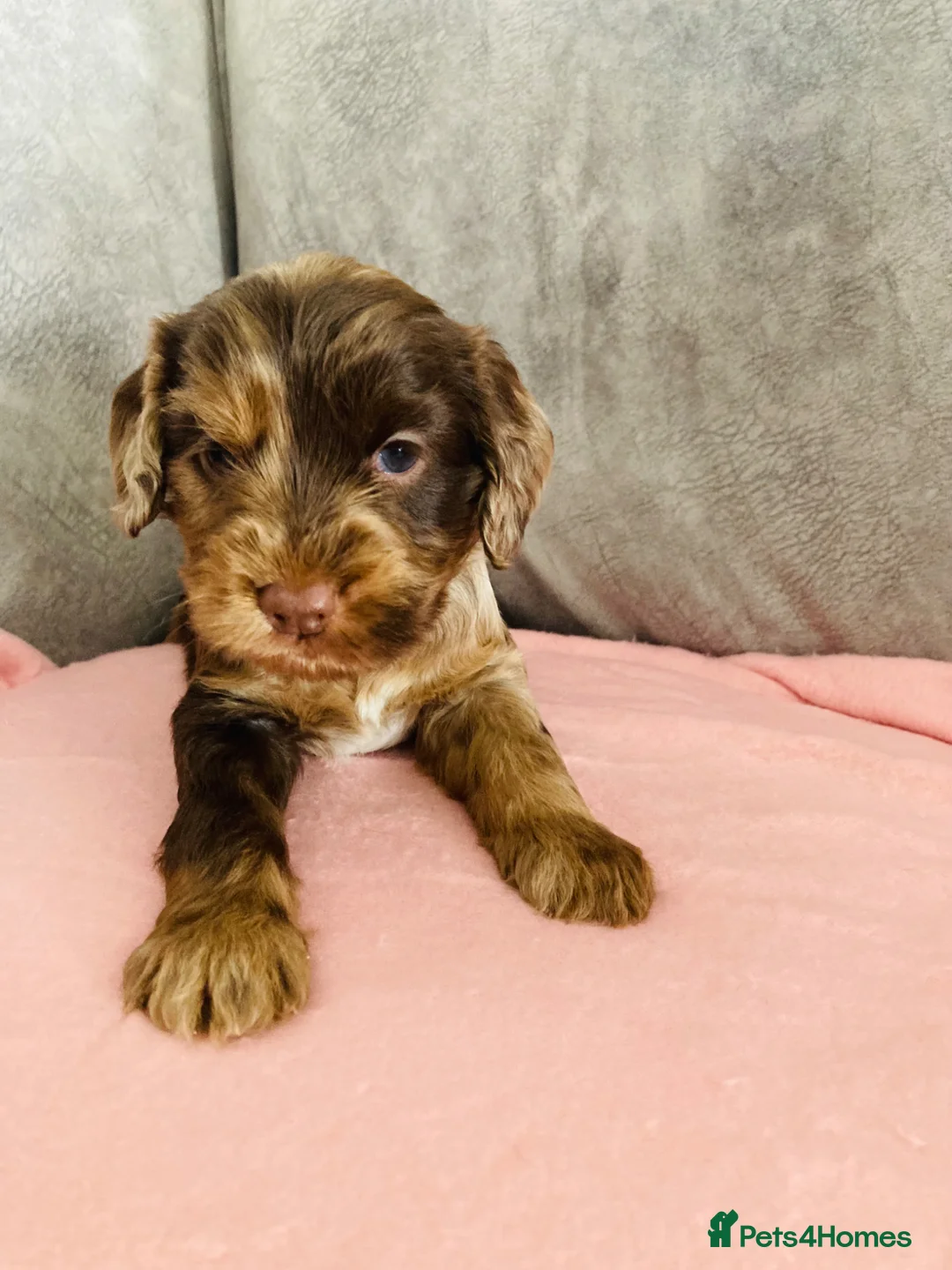 Cockapoo dogs for sale: OUTSTANDING BEAUTIFUL cockapoo fur babies!! in Waterlooville - Advert 2