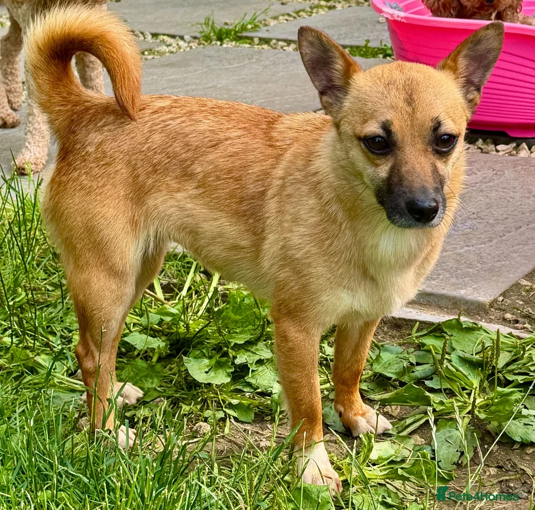 Miniature Pinscher dogs for adoption: Frankie – Female Miniature Pinscher - Advert 6
