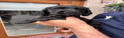 Cocker Spaniel dogs for sale: Cocker spaniel puppies - Advert 6