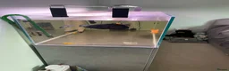 Angelfish fish for sale: 300 litre tropical fish tank  in High Wycombe - Advert 3