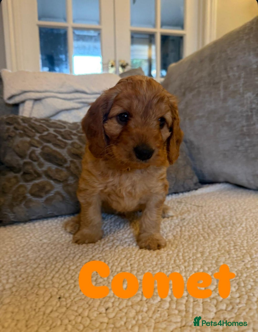Cavapoo dogs for sale: Beautiful F1B cavapoo “teddy bear” puppies  - Advert 11
