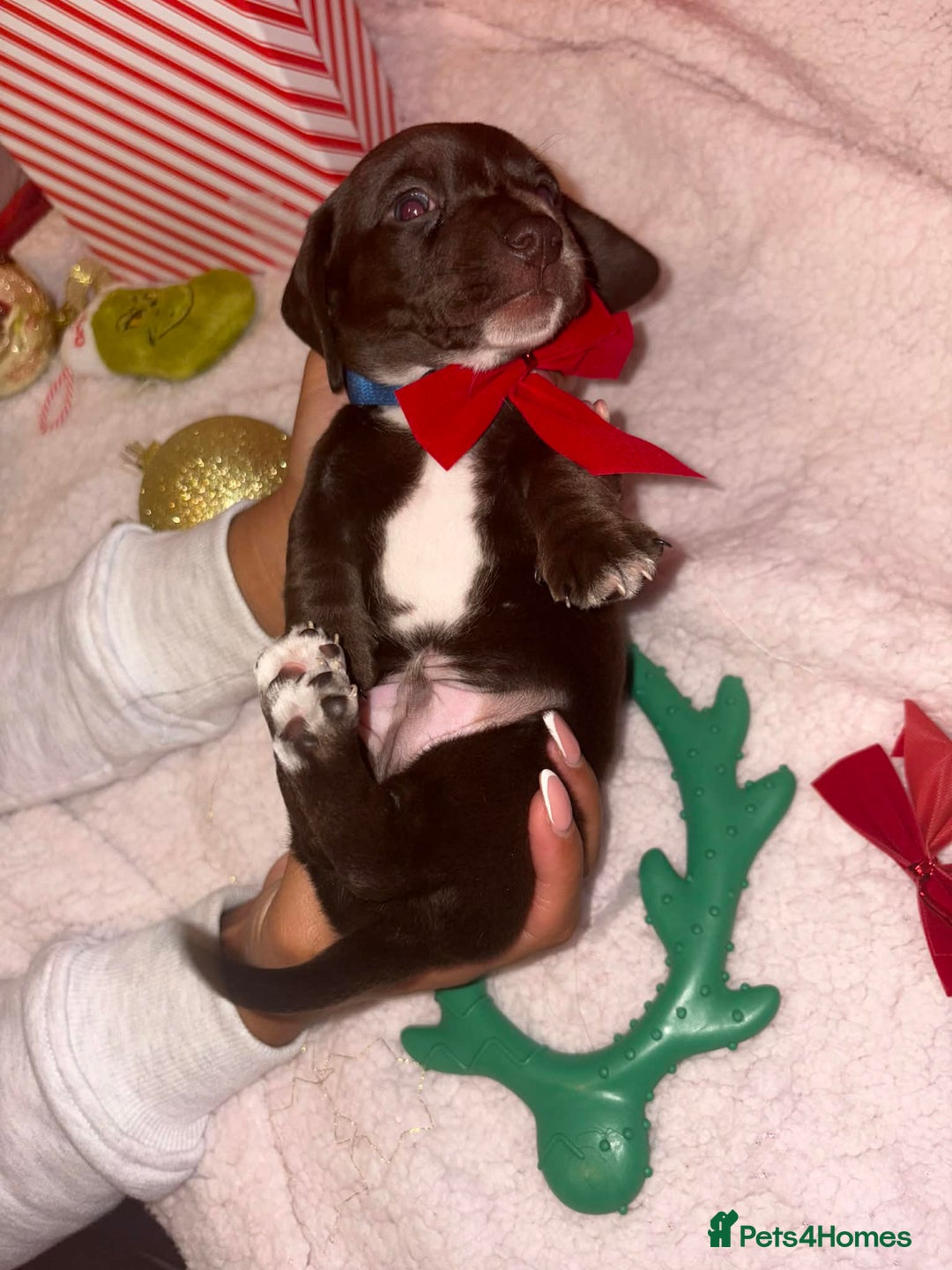 Miniature Dachshund dogs for sale: Kc registered smooth hair Miniature Dachshund’s - Advert 8