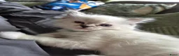 Ragdoll cats for sale: 2 Ragdoll Males South Lanarkshire in Glasgow - Advert 5