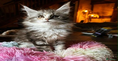 Maine Coon cats - Advert 2