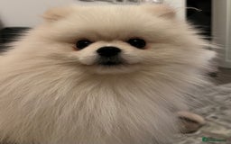 Pomeranian dogs for sale: Pomeranian white - Image 3
