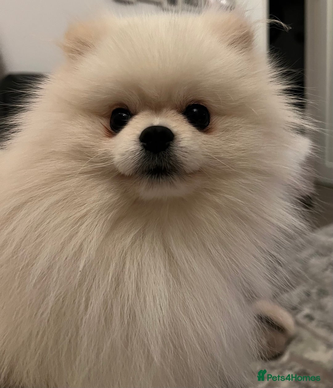 Pomeranian dogs for sale: Pomeranian white - Image 3