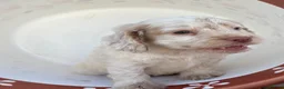 Cocker Spaniel dogs for sale: Beautiful cocker spaniel puppies  in York - Advert 9