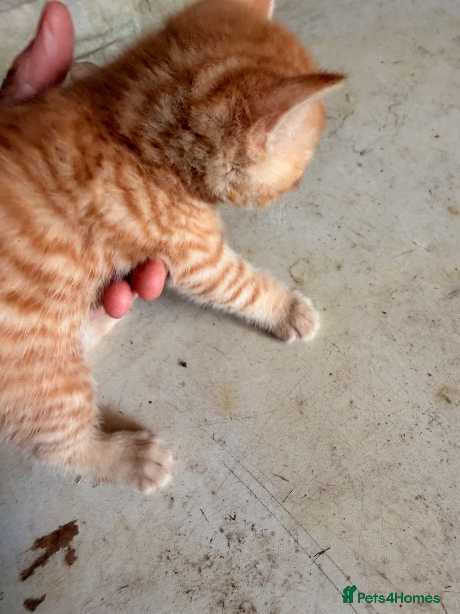 Mixed Breed cats for sale: Ginger kittens (part Bengal) - Advert 10