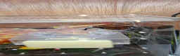 Tarantulas invertebrates for sale: Tarantulas c versicolor and gbb with enclosures - Advert 9