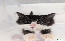 Persian cats for sale: Kitten for adoption free  - Image 2