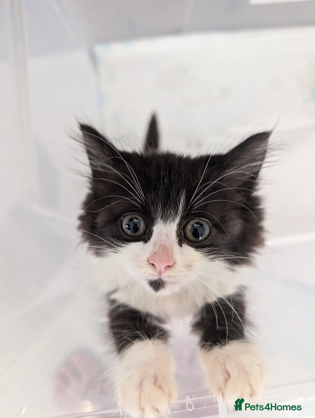Persian cats for sale: Kitten for adoption free  - Image 2