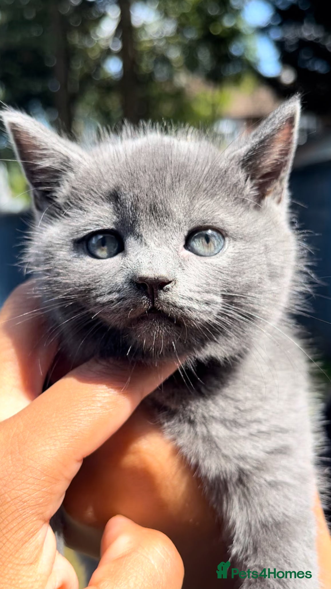 British Shorthair cats 2 beautiful British Shorthairs for sale  - Advert 2