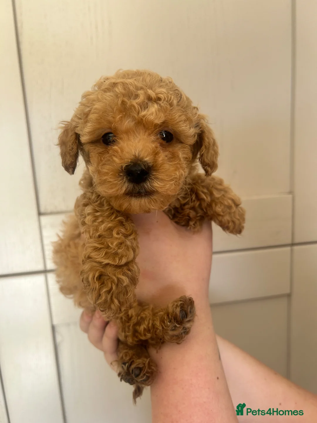 Maltipoo dogs for sale: REDUCED Beautiful maltipoos ❤️ - Advert 2