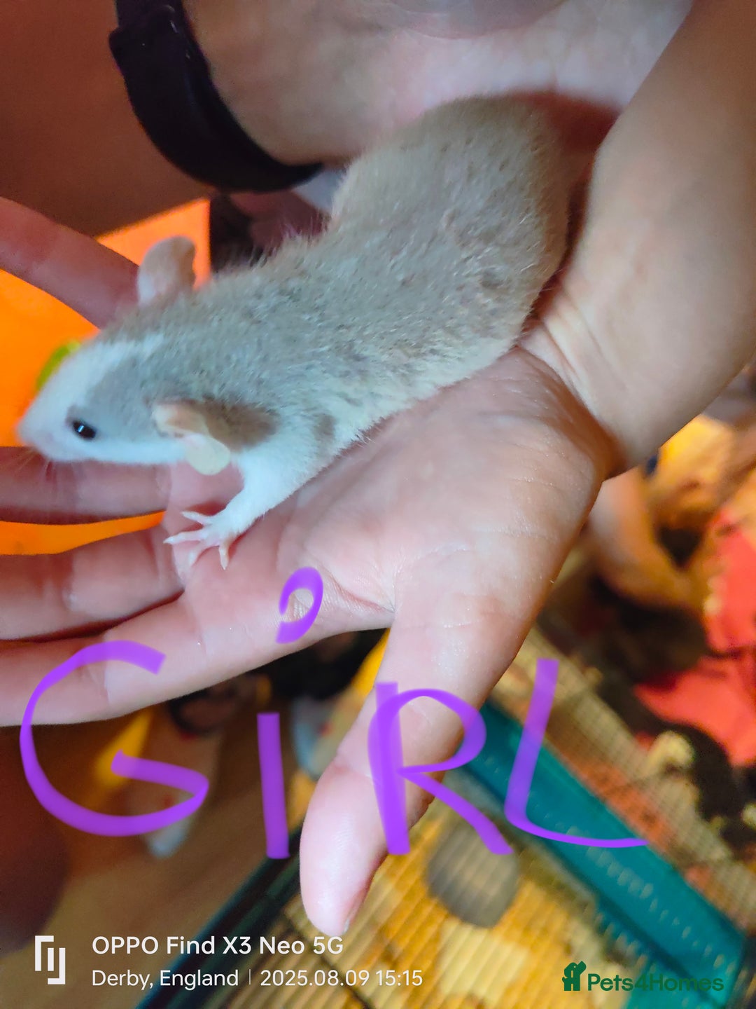 Rat rodents for sale: Dumbo rex Rats - Image 6