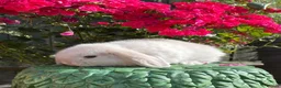 Mini Lop rabbits for sale: Adorable pure bred mini lops - Advert 4