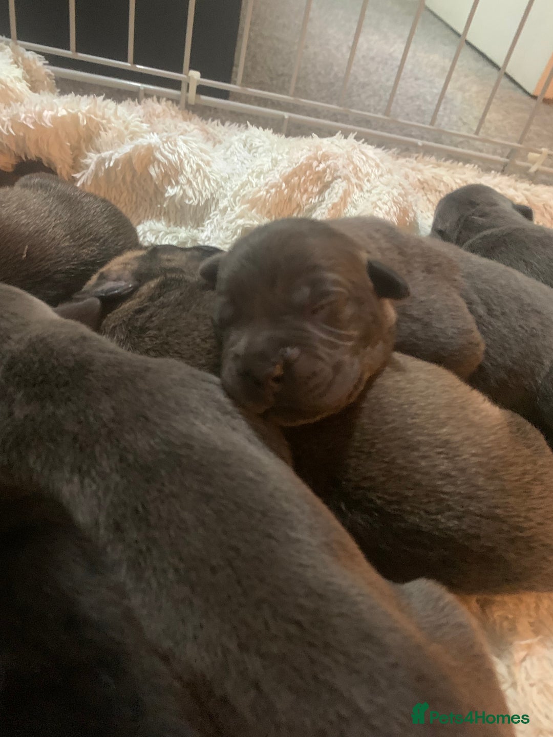 Cane Corso dogs for sale: Cane corsos puppies  - Advert 4