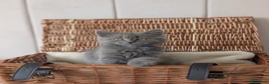 Blue longhair boy