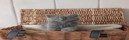 British Shorthair cats for sale: 💙Gorgeous British Shorthair / Longhair Kittens 💙 - Advert 4