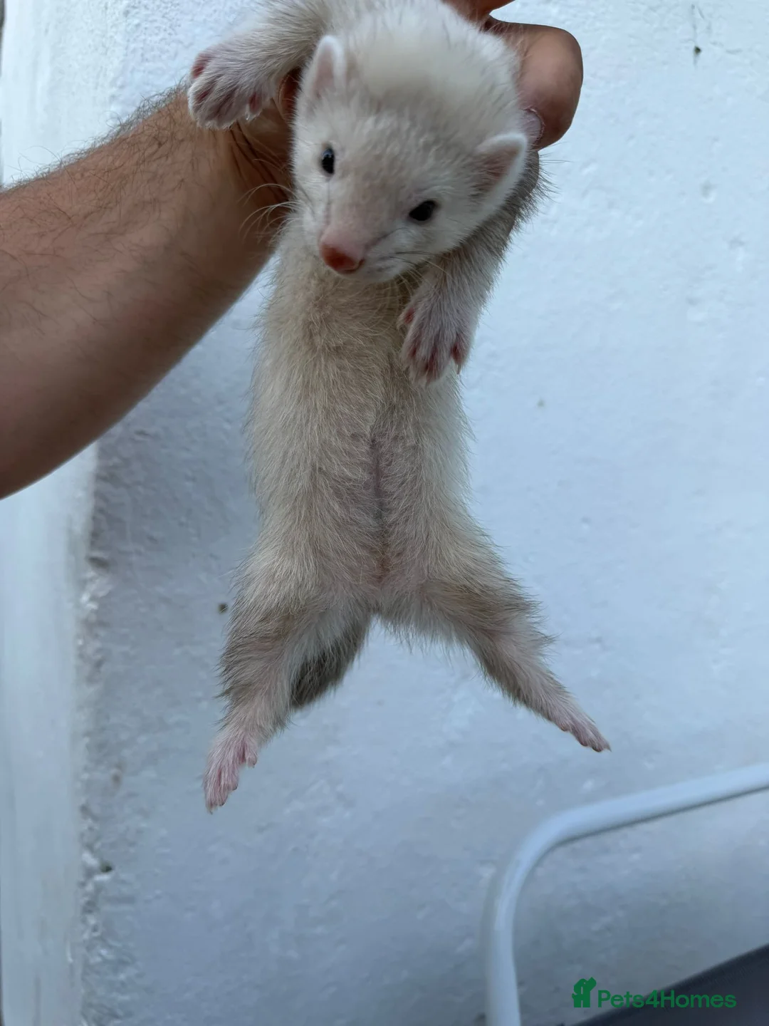 Ferret rodents for sale: Silver Jill Ferret For Sale in Sittingbourne - Advert 3