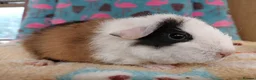 Guinea Pig rodents for sale: Baby Boars in longhaired breeds & teddies  - Advert 5
