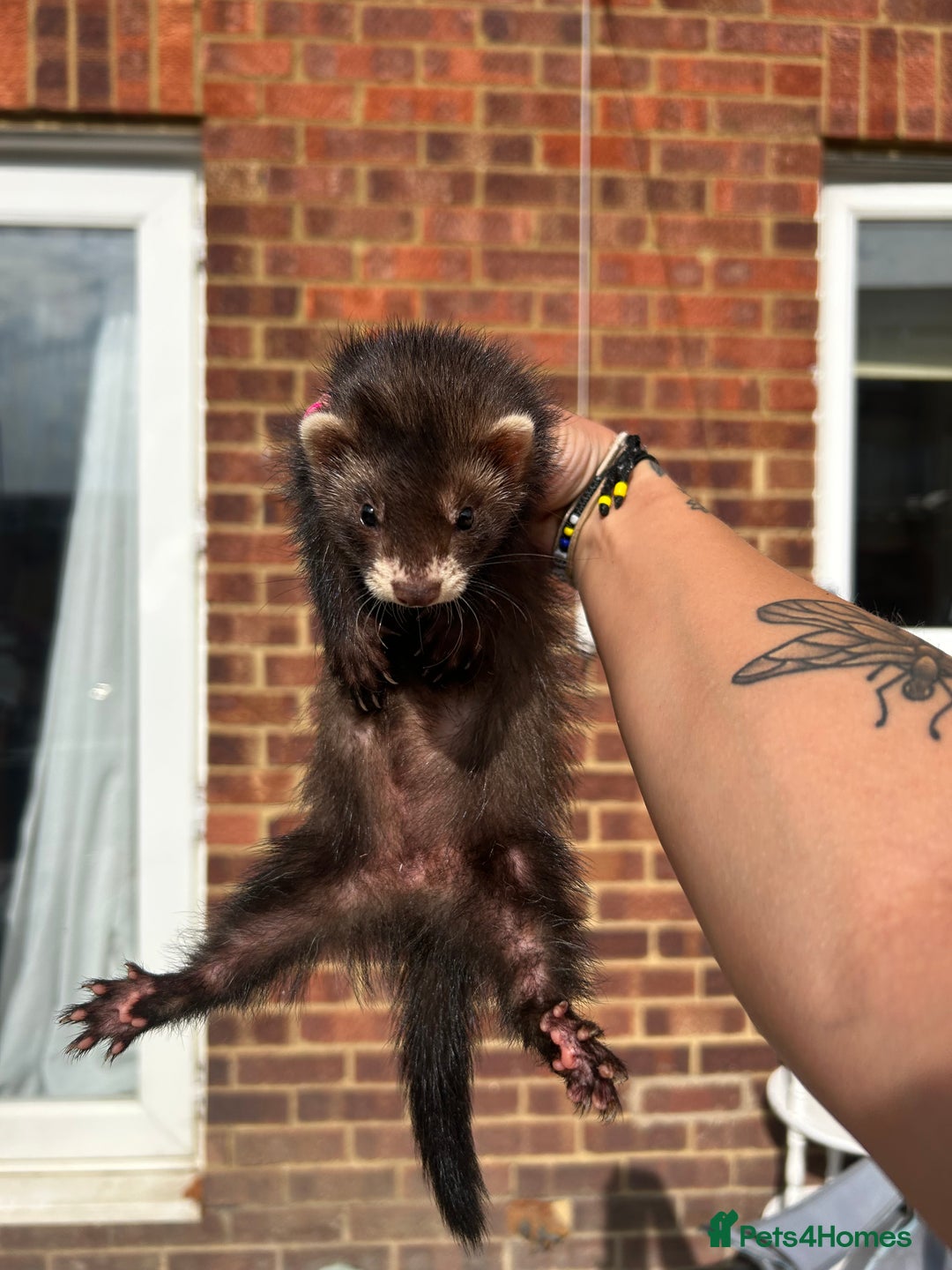 Ferret rodents for sale: 2 semi angora black self babies 1 jill 1 hob left  - Image 9