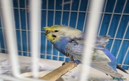 Budgerigars birds for sale: Clearbody colour budgierigar(minis) for sale. - Image 5