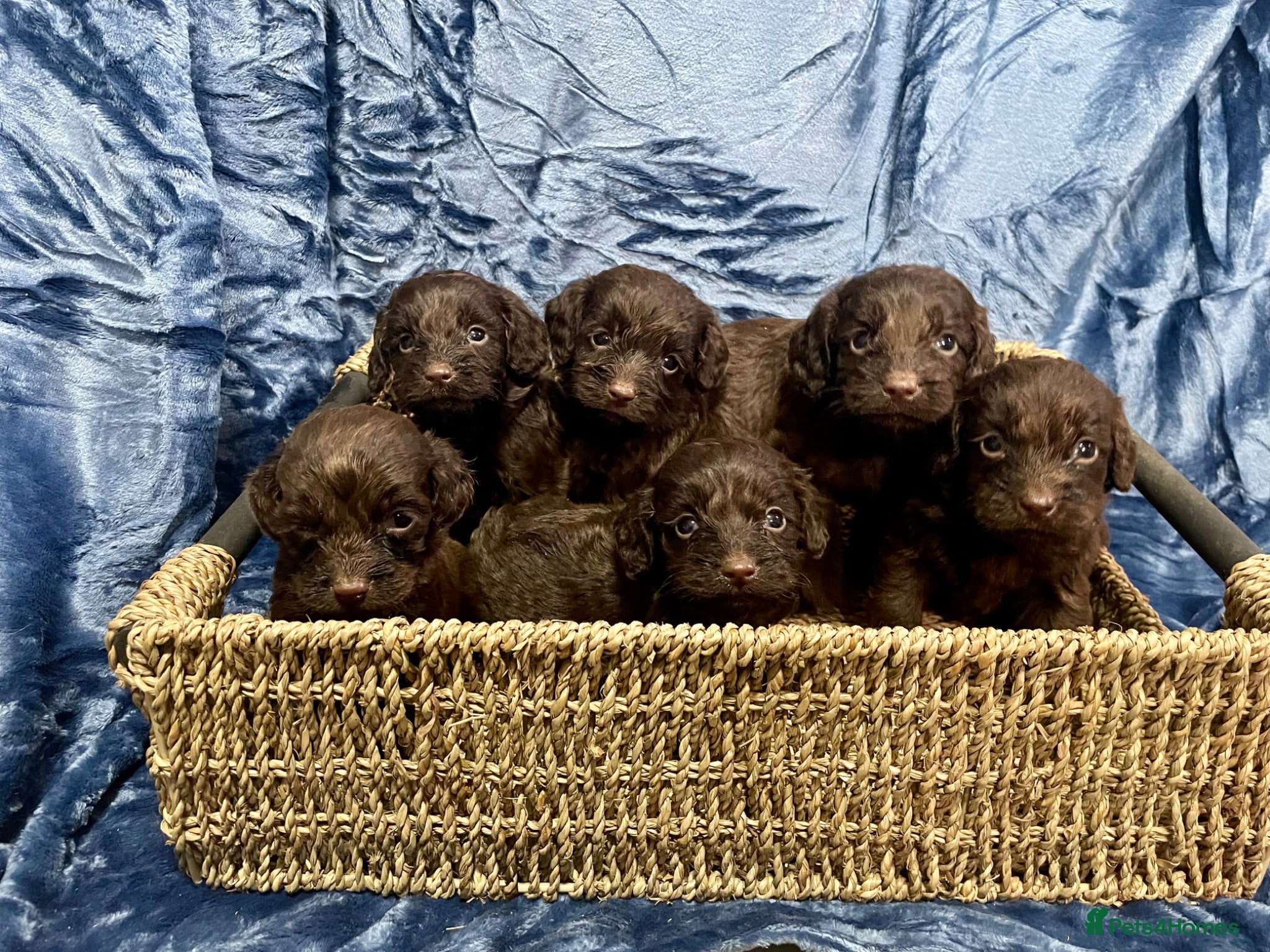 Cockapoo dogs Chocolate Cockapoo Pups - Advert 1