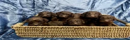 Cockapoo dogs for sale: Chocolate Cockapoo Pups - Advert 1