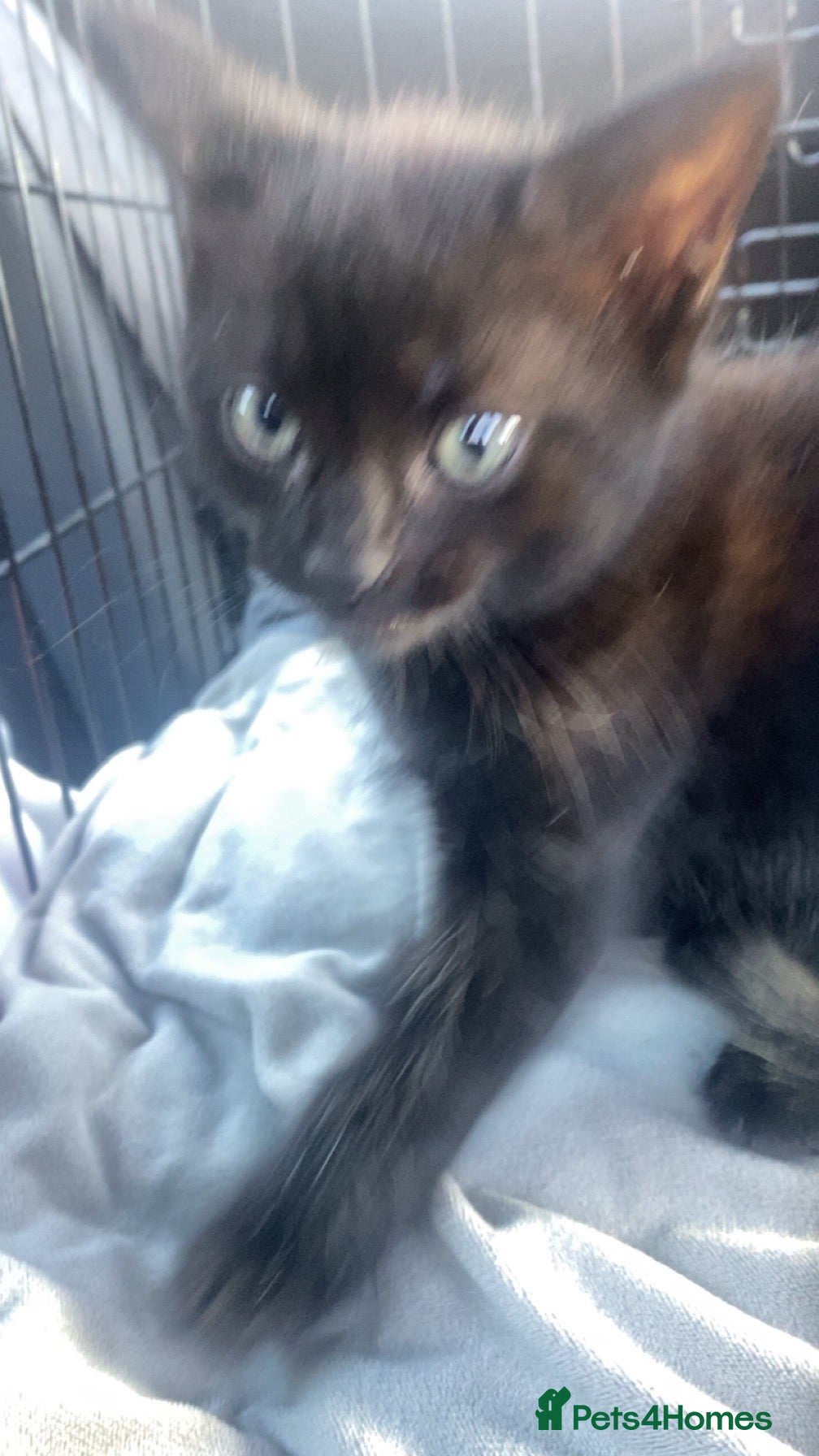 Mixed Breed cats 2 babys for sale  - Advert 8