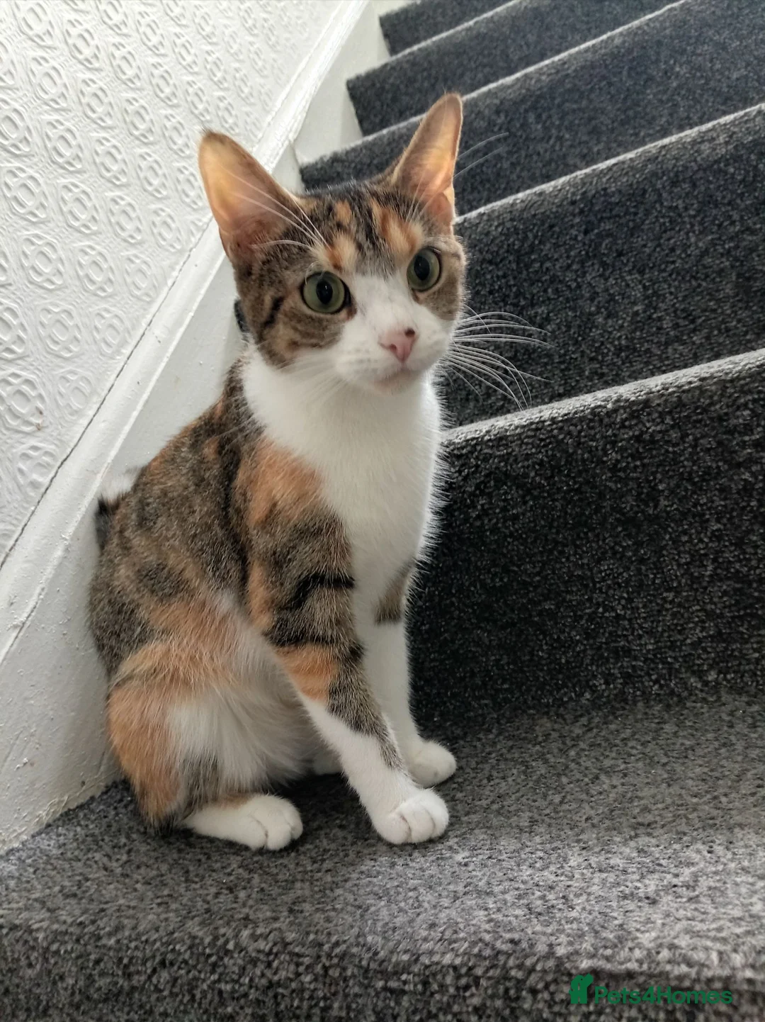Mixed Breed cats for sale: Kittens for sale  in Airdrie - Advert 2