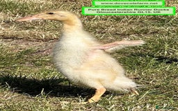 Ducks poultry for sale: INDIAN RUNNER PURE BREED DUCKS, DUCKLINGS & DRAKES - Image 6