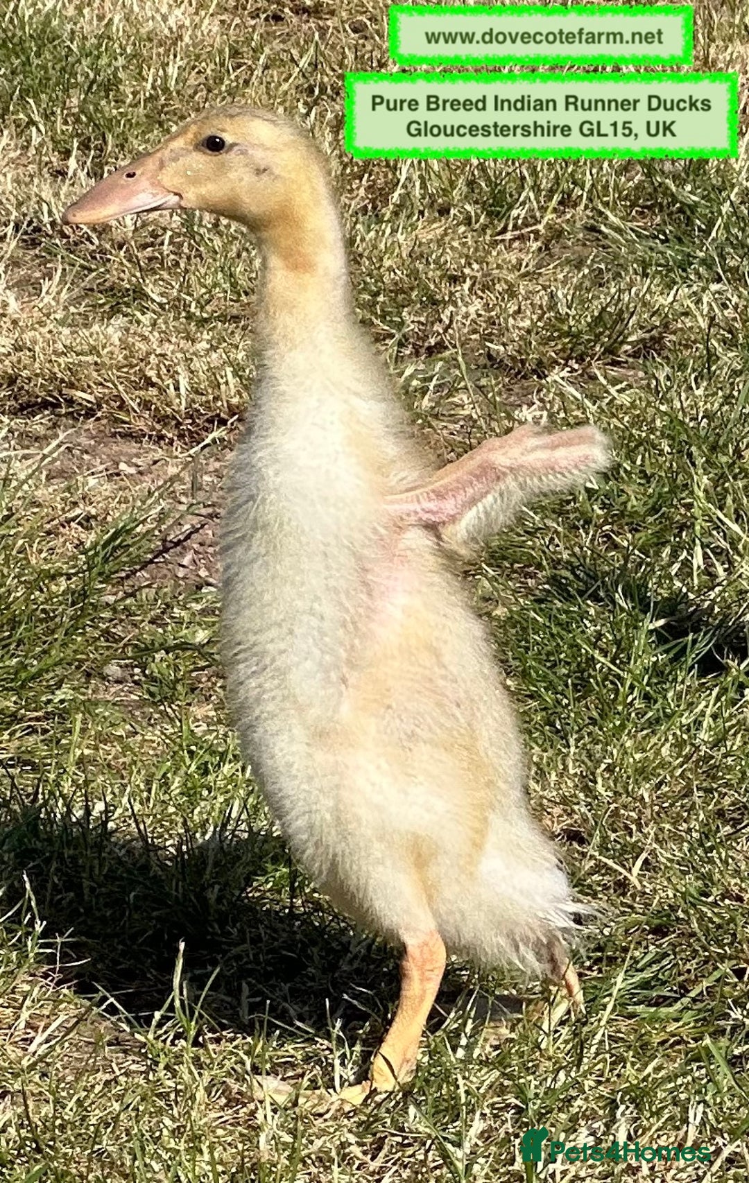 Ducks poultry for sale: INDIAN RUNNER PURE BREED DUCKS, DUCKLINGS & DRAKES - Image 6