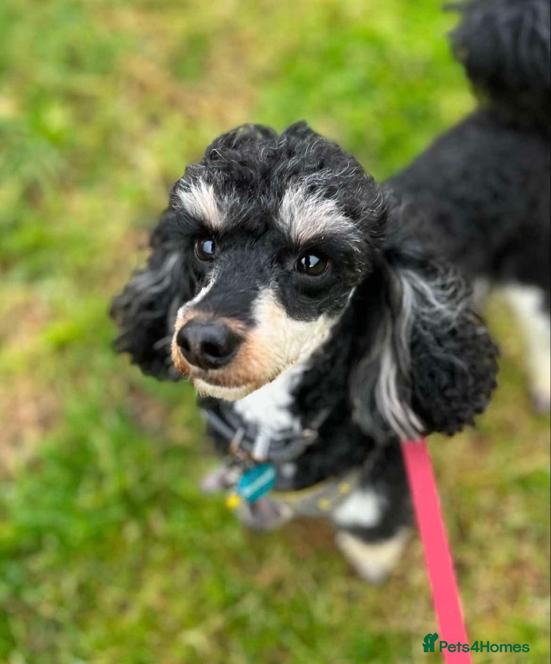 Cockapoo dogs for sale: F1 Cockerpoo Puppies For Sale  - Advert 5