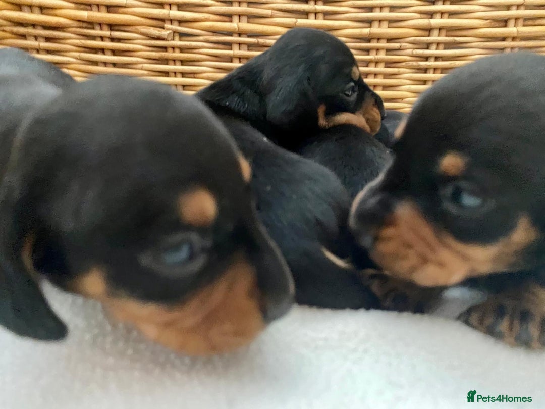 Dachshund dogs for sale: Sausage dachshund puppies  - Image 9