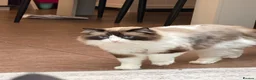 Ragdoll cats for sale: Beautiful 3 year old ragdoll male  - Advert 2