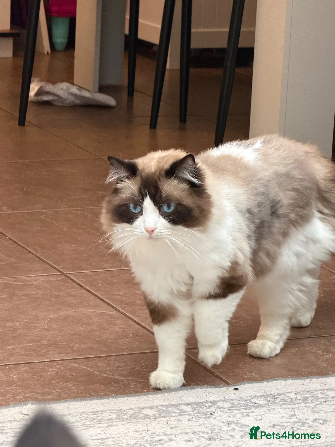 Ragdoll cats for sale: Beautiful 3 year old ragdoll male  - Advert 2