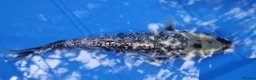 Koi Carp fish for sale: Small Medium & Large Koi Pond Fish in Chorley Carp - Advert 12