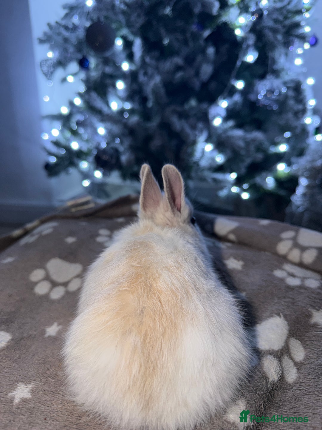 Netherland Dwarf rabbits for sale: 7 netherland dwarf baby bunnies  - Advert 4