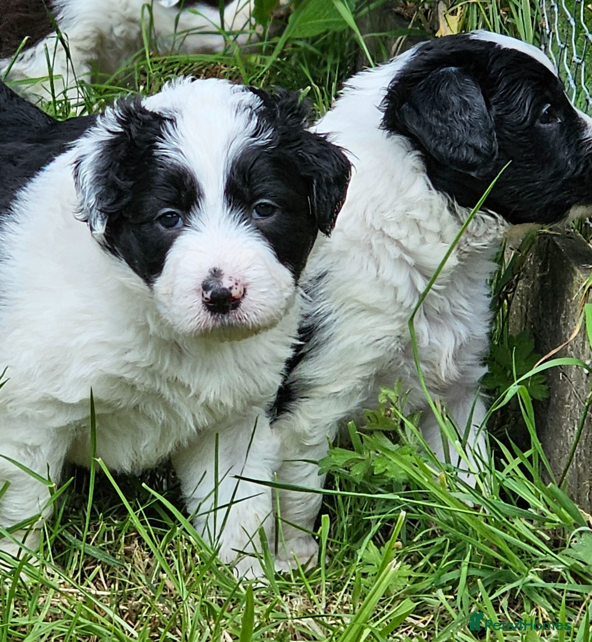 Mixed Breed dogs Handsome Black/white and brown/white boy puppies - Advert 2