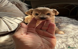 Maltipoo dogs for sale: TEDDY BEAR MALTIPOO PUPPIES  - Image 9